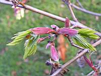 Acer shirasawanum cv Aureum (fam Aceracees) (Photo F. Mrugala) (3)